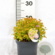 Spiraea jap. 'Golden Princess' 25-30 cm 3,0L