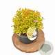 Spiraea jap. 'Golden Princess' 25-30 cm 3,0L