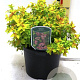Spiraea jap. 'Golden Princess' 25-30 cm 3,0L