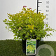 Spiraea jap. 'Goldmound' 25-30 cm 3,0L