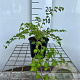 Stephanandra incisa 'Crispa' 30-40 cm C1.3