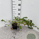 Stephanandra incisa 'Crispa' 30-40 cm C1.3