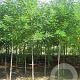 Styphnolobium japonicum 10-12 HO draadkluit