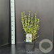 Syringa meyeri 'Palibin' 30-40 cm 5,0L