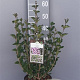 Syringa meyeri 'Palibin' 40-50 cm 5,0L