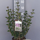 Syringa meyeri 'Palibin' 40-50 cm 5,0L