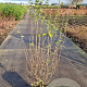 Syringa microphylla 'Superba' 125-150 cm 15L