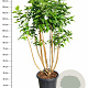 Syringa v. 'Michel Buchner' 125-150 cm 25L