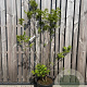 Tetradium daniellii 175-200 cm 45L solitair