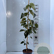 Tilia henryana 100-125 cm 5,0L