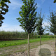 Tilia platyphyllos 14-16 HO wortelgoed
