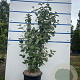 Viburnum carlcephalum 125-150 cm 20L