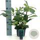 Viburnum davidii 25-30 cm 2,0L