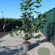 Viburnum opulus 100-125 cm 10L