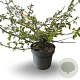 Viburnum plic. 'Mariesii' 60-80 cm 12L