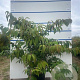 Viburnum plic. 'Mariesii' 100-125 cm 20L