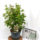 Viburnum tinus 40-50 cm 5,0L