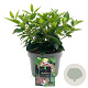 Viburnum tin. 'Eve Price' 25-30 cm 2,0L