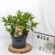 Viburnum tin. 'Eve Price' 40-50 cm 5,0L