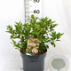 Viburnum tin. 'Eve Price' 40-50 cm 5,0L