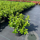 Viburnum tin. 'Eve Price' 40-50 cm 5,0L
