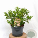 Viburnum tin. 'Eve Price' 40-50 cm 5,0L