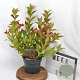 Weigela All Summer Red 30-40 cm 3,0L