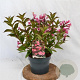 Weigela 'Minuet' 30-40 cm 3,0L