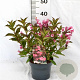 Weigela 'Minuet' 30-40 cm 3,0L