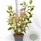 Weigela 'Nana Variegata' 30-40 cm 3,0L