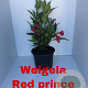 Weigela 'Red Prince' 30-40 cm 2,0L