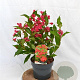 Weigela 'Red Prince' 40-50 cm 3,0L
