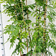 Wisteria sinensis 100-125 cm rozenpot 2L