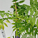 Wisteria sinensis 100-125 cm rozenpot 2L