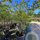 Zelkova serrata 250-300 cm container meerstammig