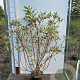 Cornus alba 'Elegantissima' 80-100 cm 7,5L
