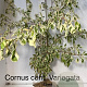 Cornus controversa 'Variegata' 125-150 cm met kluit