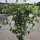 Cornus k. 'China Girl' 125-150 cm 20L
