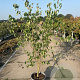 Cornus k. 'China Girl' 150-175 cm 20L