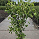 Cornus k. 'China Girl' 150-175 cm 20L