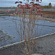 Cornus kousa chinensis 125-150 cm met kluit