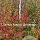 Cornus kousa chinensis 125-150 cm met kluit