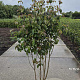 Cornus kousa chinensis 150-175 cm 20L