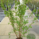Cornus mas 100-125 cm 12L