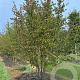 Cornus mas 250-300 cm draadkluit meerstammig