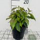 Cornus sericea 'Kelseyi' GM C1.3
