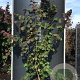 Corylus 'Rode Zellernoot' 200-225 cm 20L