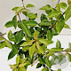 Elaeagnus ebbingei 40-60 cm 3,0L