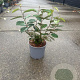 Elaeagnus ebbingei 40-60 cm 3,0L
