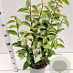Elaeagnus ebbingei 40-60 cm 3,0L